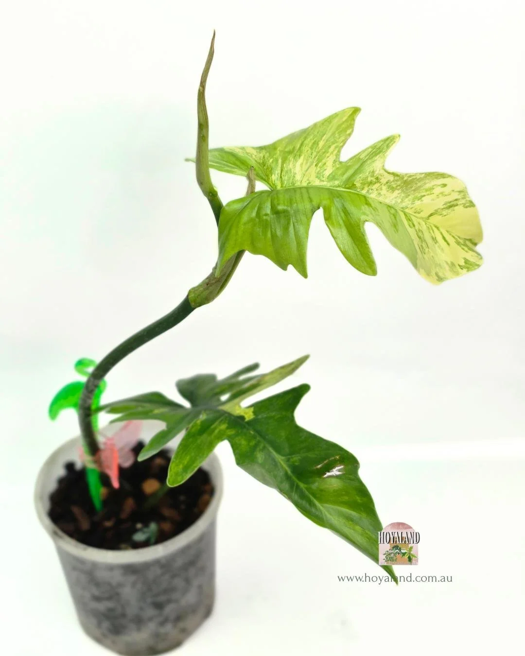 Philodendron FB x Mayoi (4).jpg