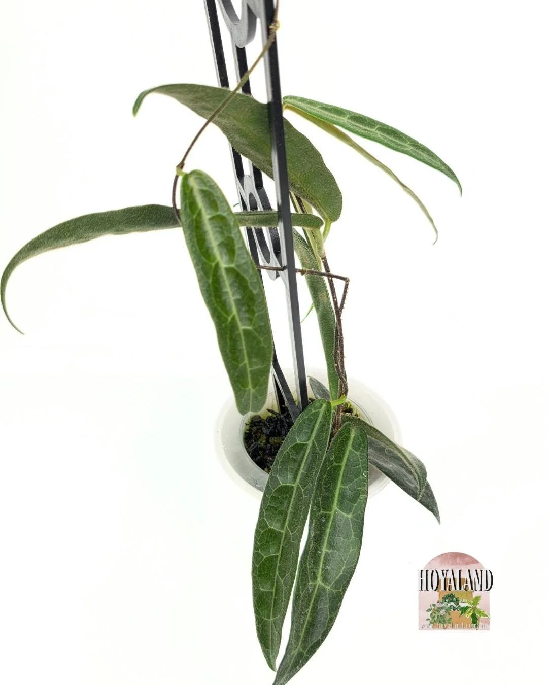 Hoya hypolasia indonesia.jpg