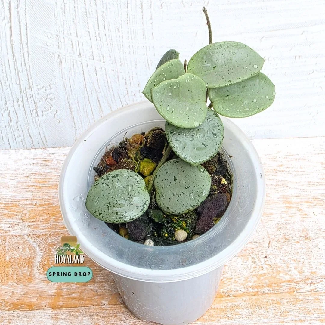 Hoya mathilde silver indo b (11).jpg