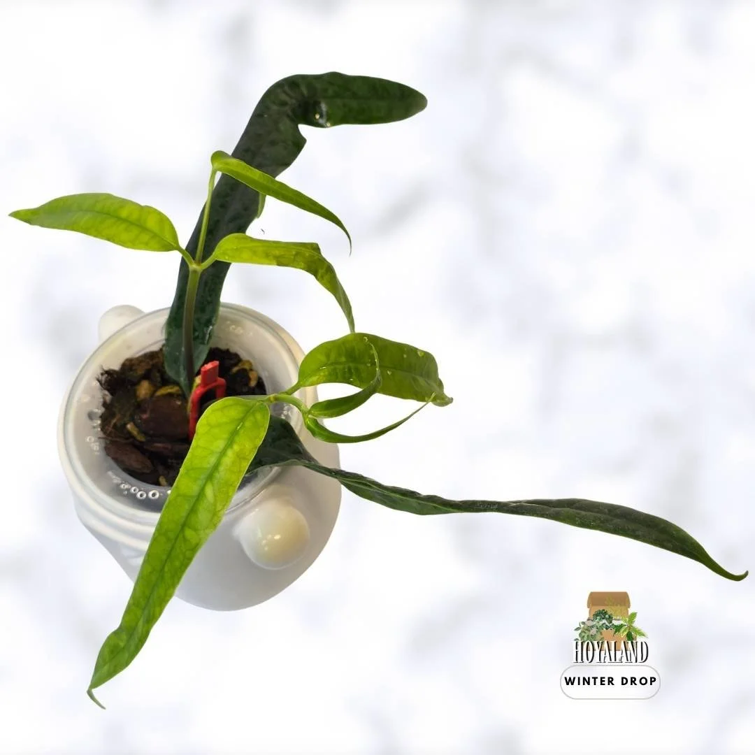 buy-rare-hoya-platycaulis-strap-leaf-flat-ribbon-stems-australia.webp (4).jpg