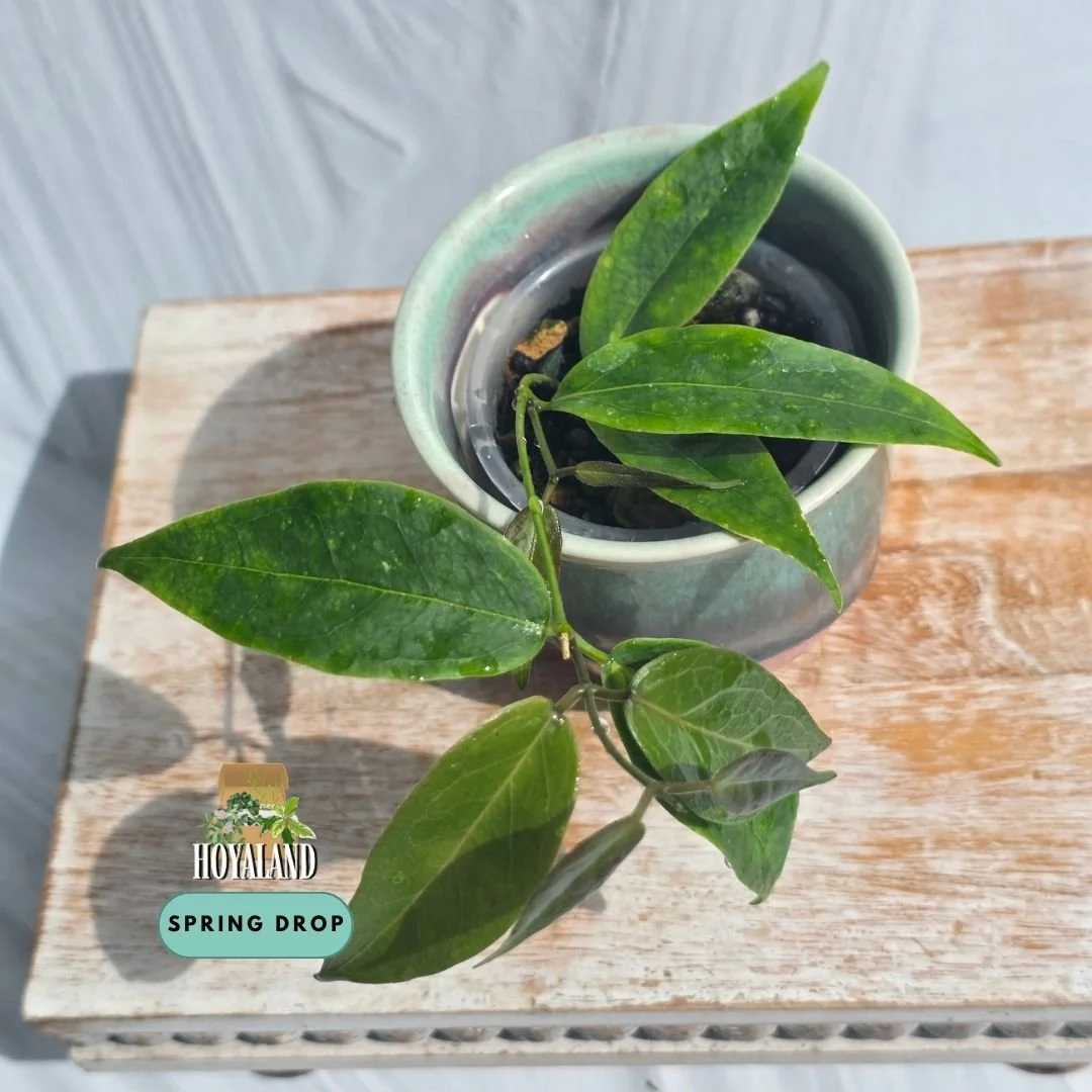 Hoya dennisii.jpg