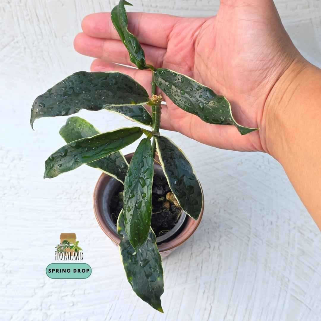 : Established Hoya lobbii Albomarginata showing shrubby upright stems, succulent leaves with creamy white outer margins.