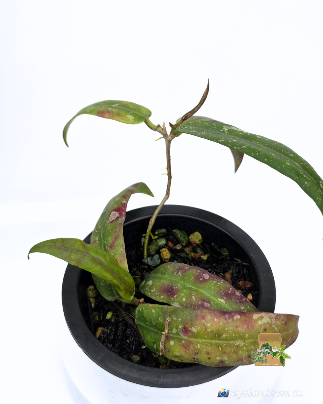 Hoya GPS 7950 (3).png