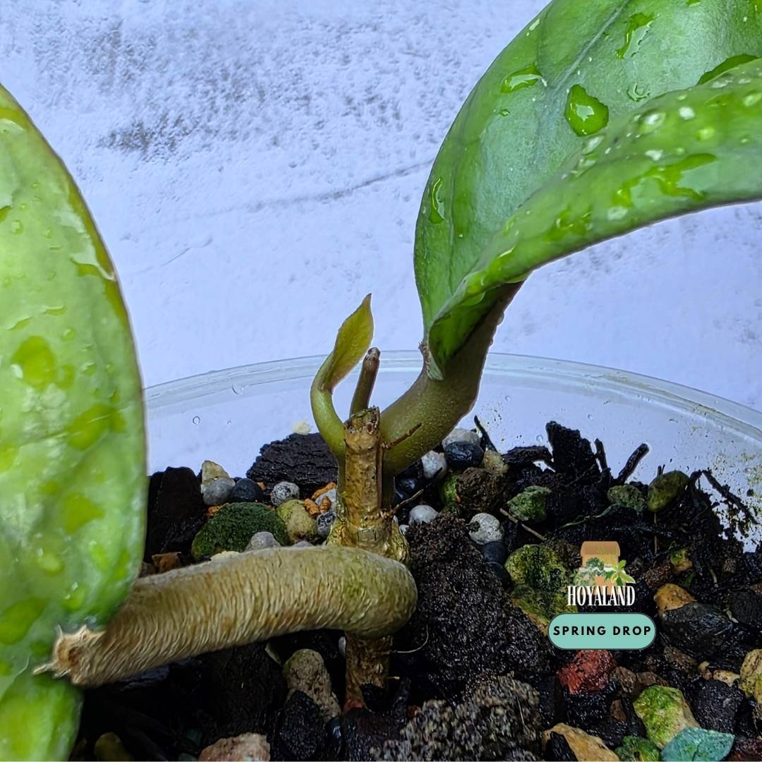 Hoya cv Elephant (5).jpg