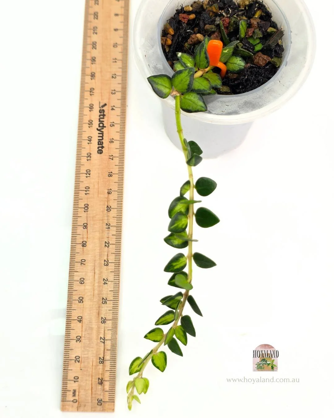 🍂 Hoya chinghungensis variegata