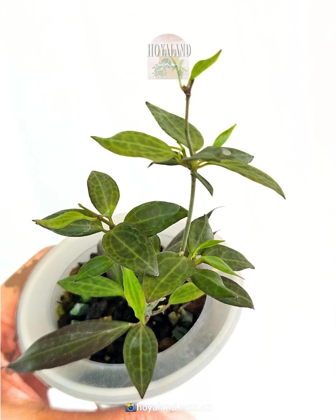 Hoya microdwarf (2).jpg
