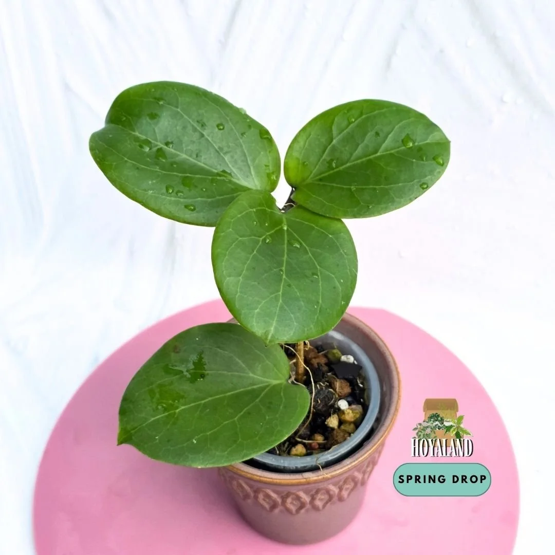 Established Hoya cv Rhiannon showing plump succulent rounded leaves from a kerrii cross erythrina hybrid