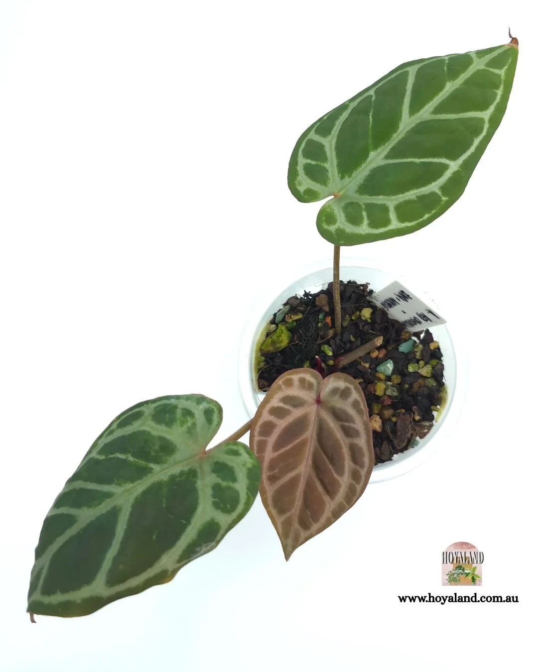 Anthurium rc zxm (5).jpg