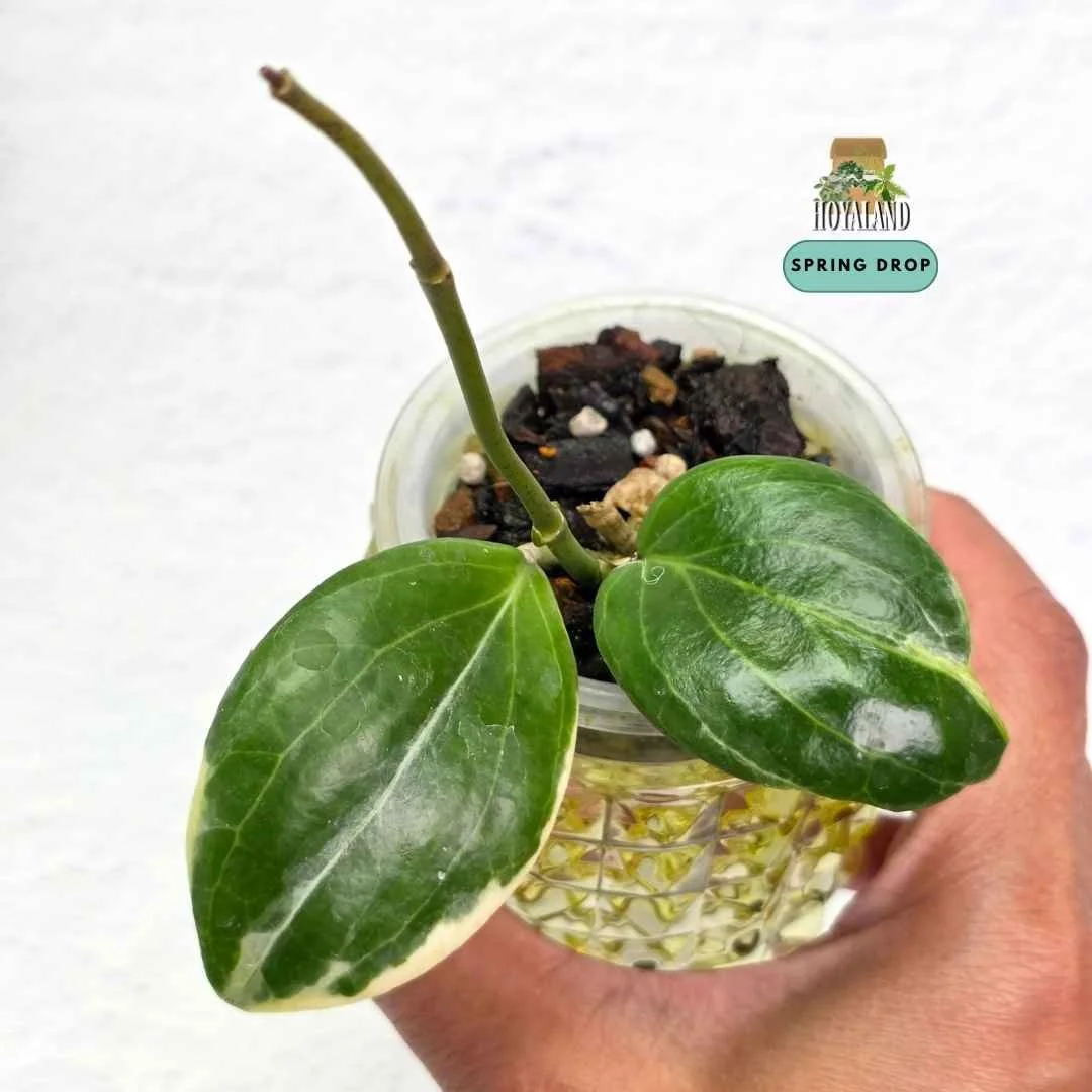 Buy rare Hoya quinquenervia 'Little Plu' Albo at Hoyaland. Established compact specimen with five raised veins and clean white margins. Express shipping Mon/Tue.