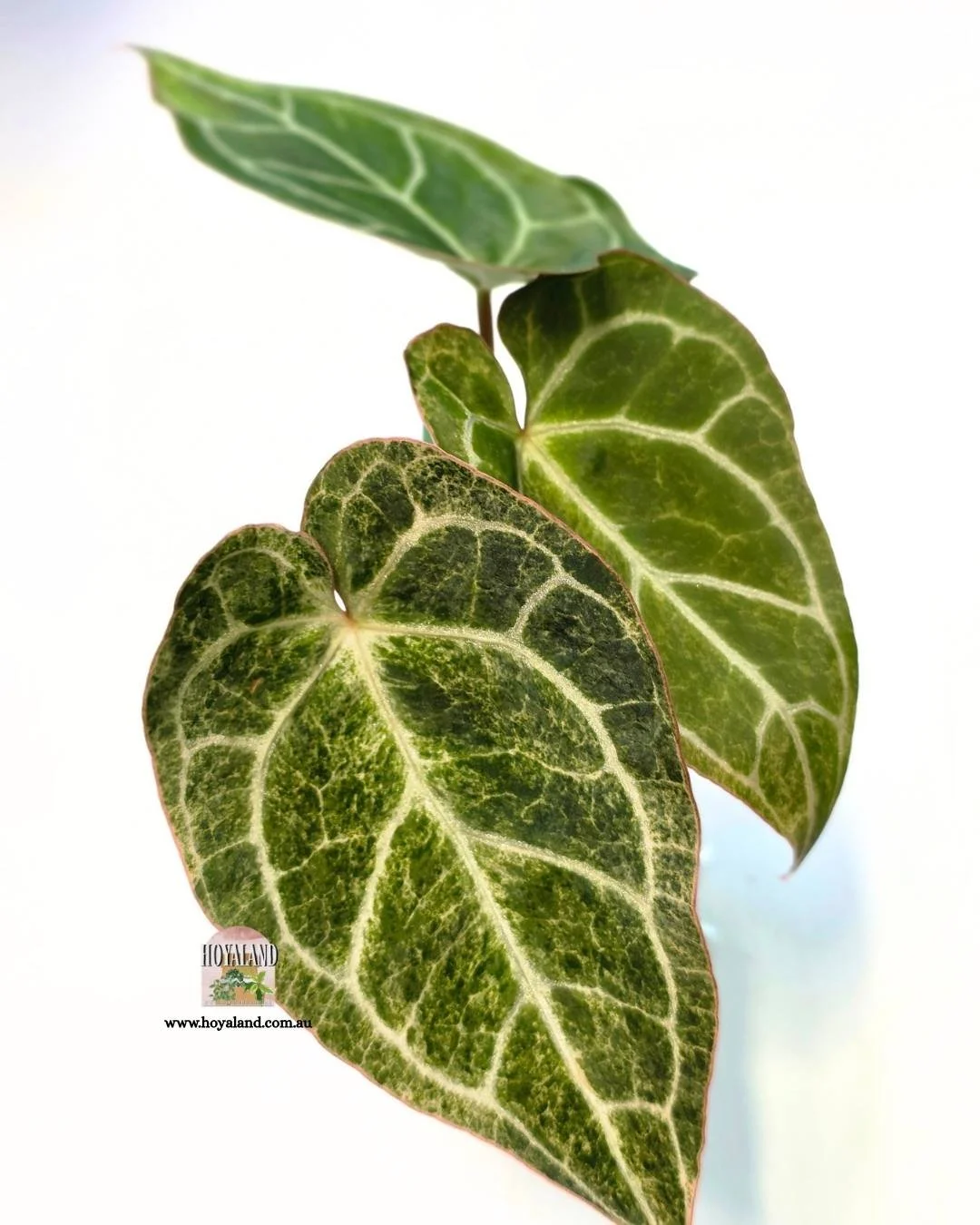 ❄️ Rare Anthurium Crystallinum Platinum Variegated