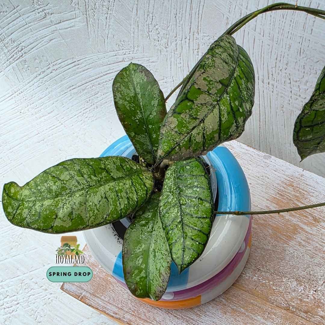 Established Hoya sp Gunung Gading showing etched geometric veins with low to moderate silver splash, propagated from a full silver mother plant