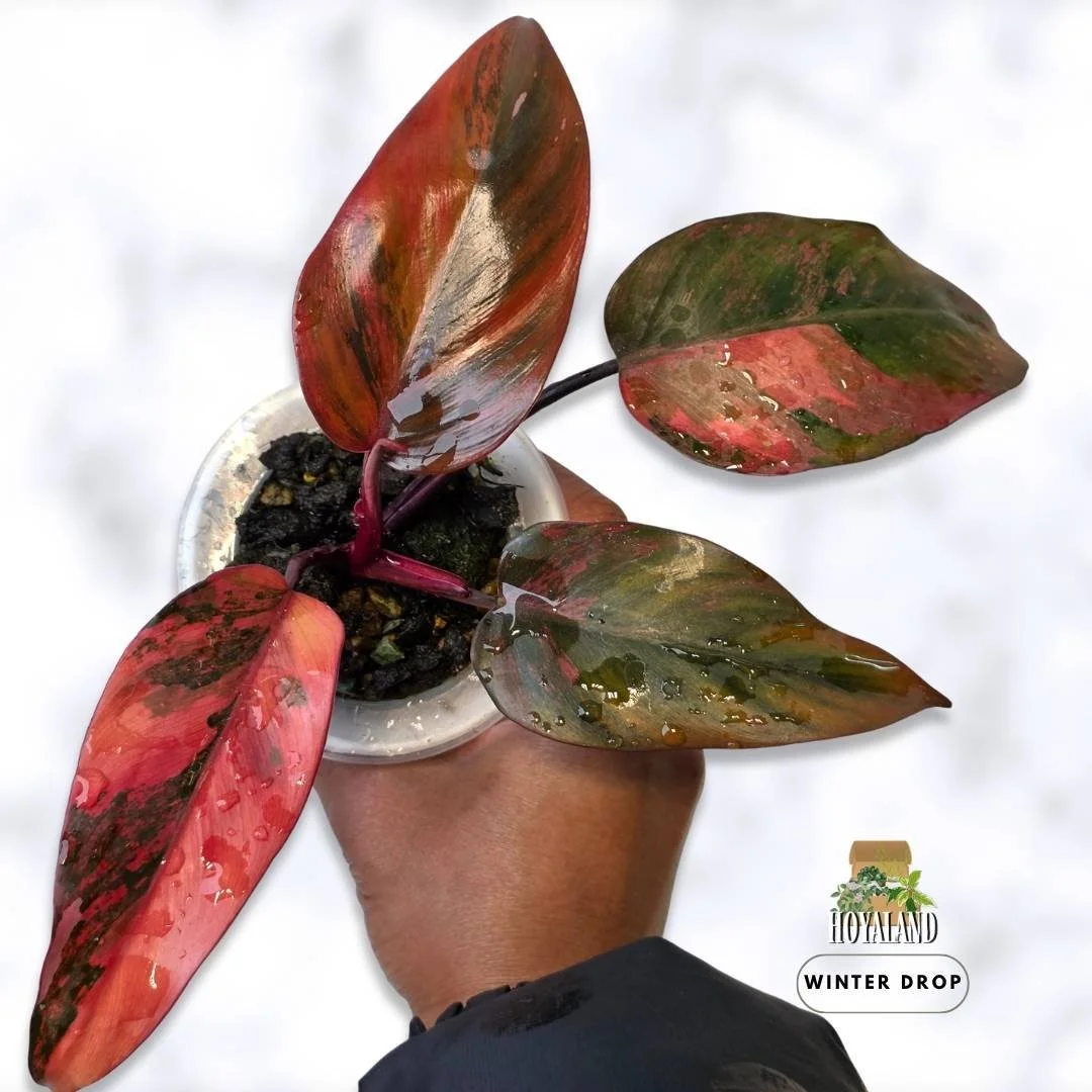 Established Philodendron Fire Princess displaying fiery red, bright pink, orange, yellow and blackish-red variegated foliage