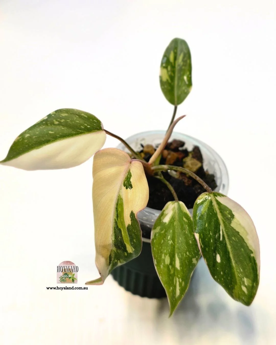 Philodendron gloriosum (3).jpg