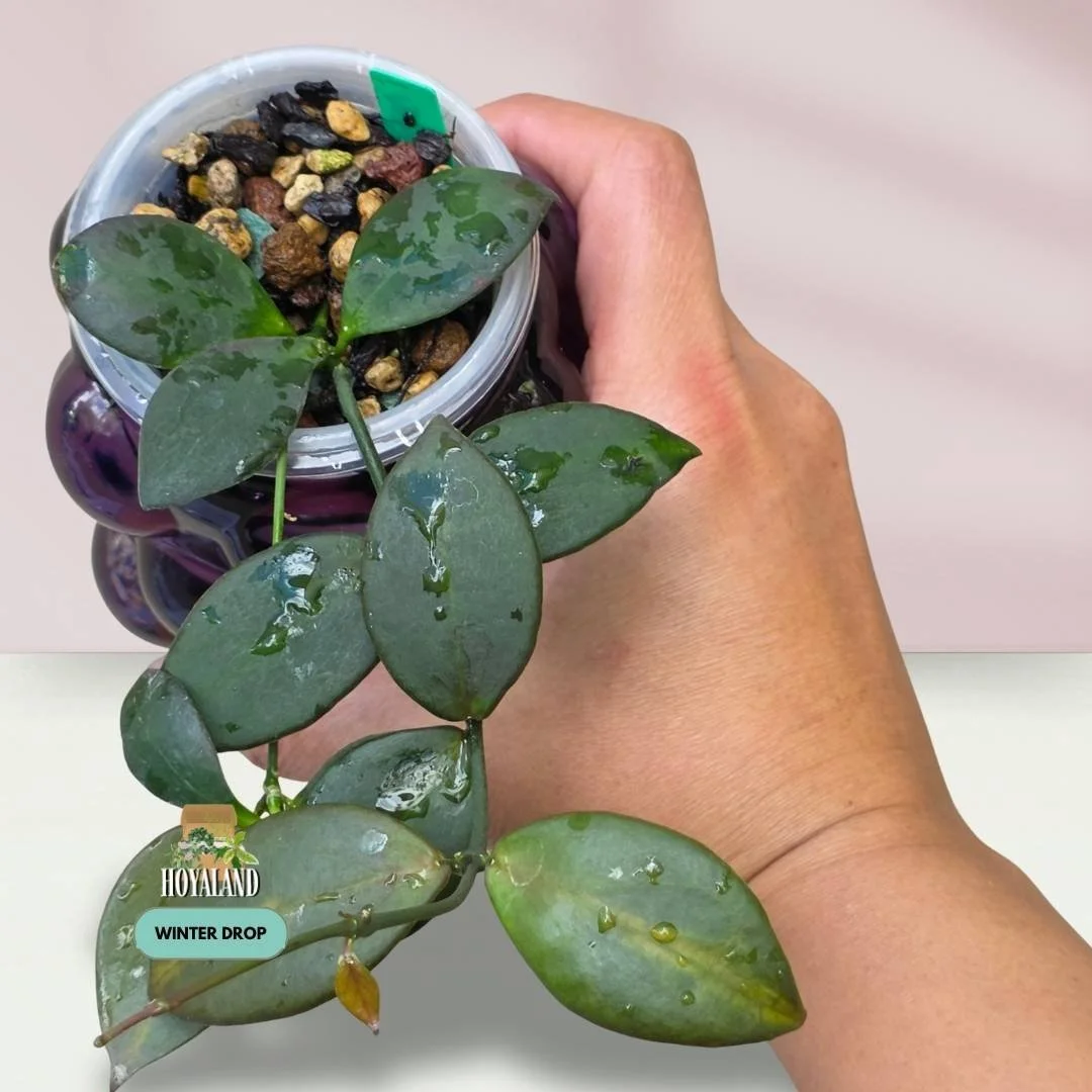 Established Hoya anulata PNG IML 0084 displaying sleek lanceolate leaves with green-on-green variance and crimson sun-stressing