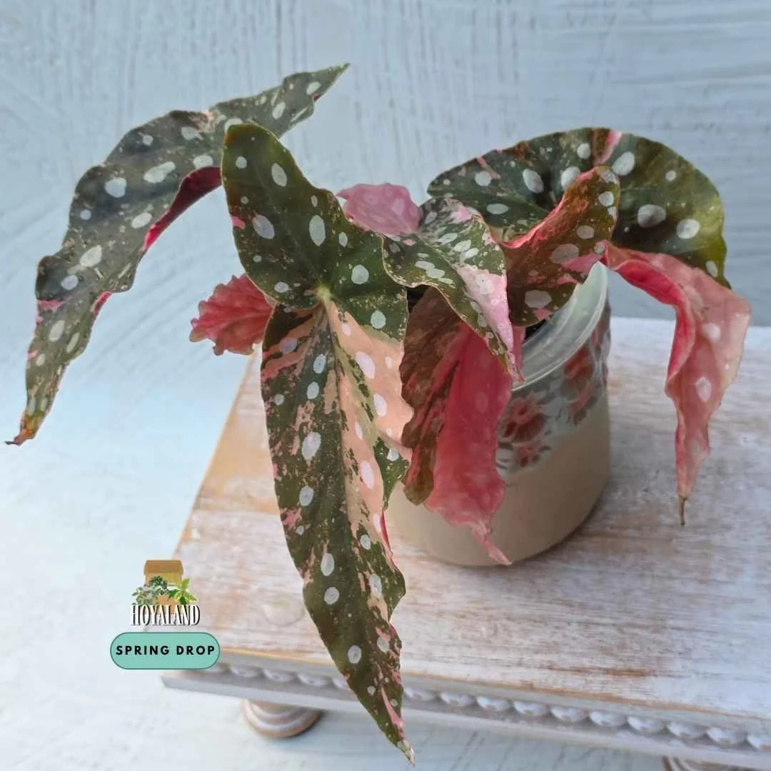 Begonia maculata variegata wightii (7).jpg