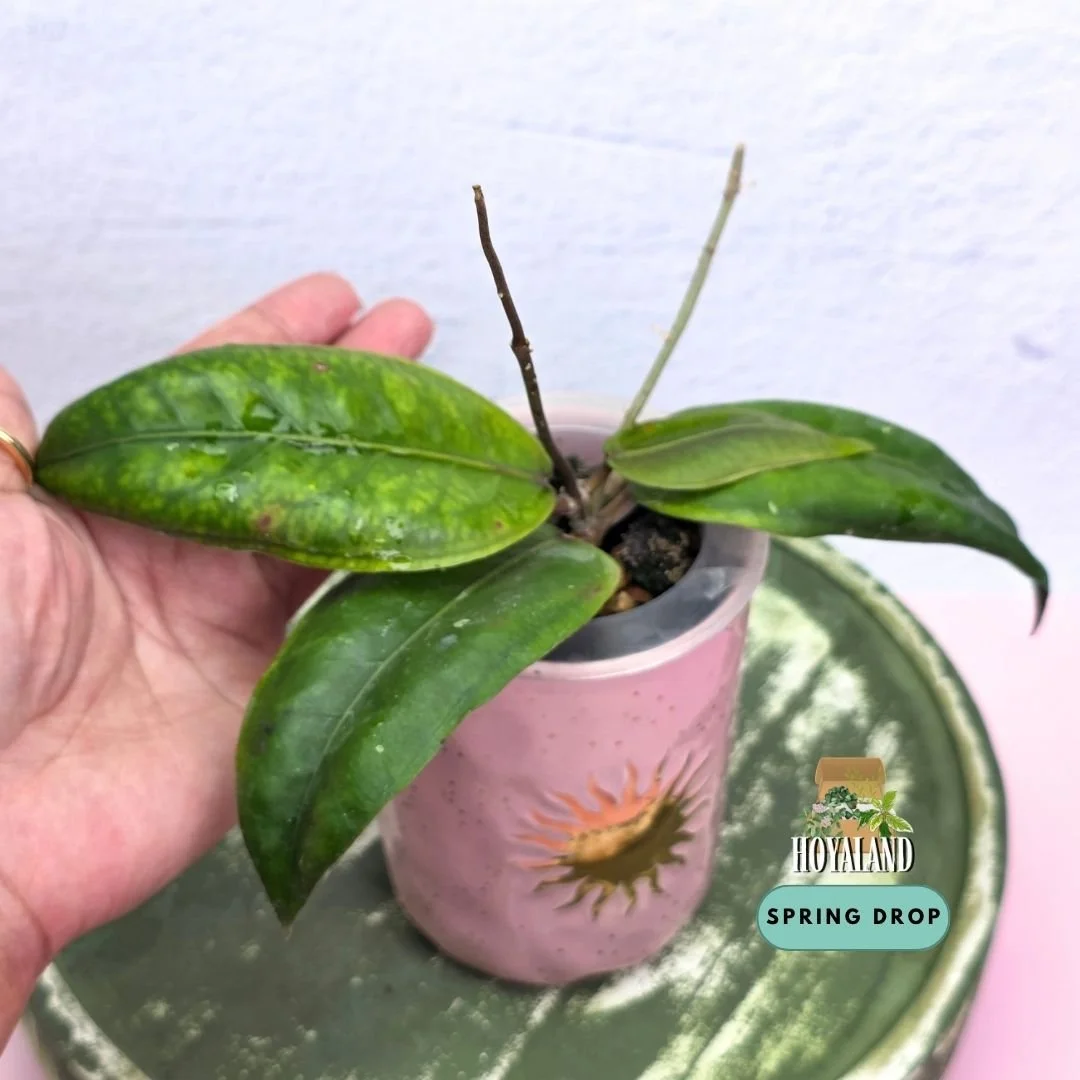 Established Hoya sp Gomas Aceh climbing vine displaying 3D embossed margins and variable leaf tips