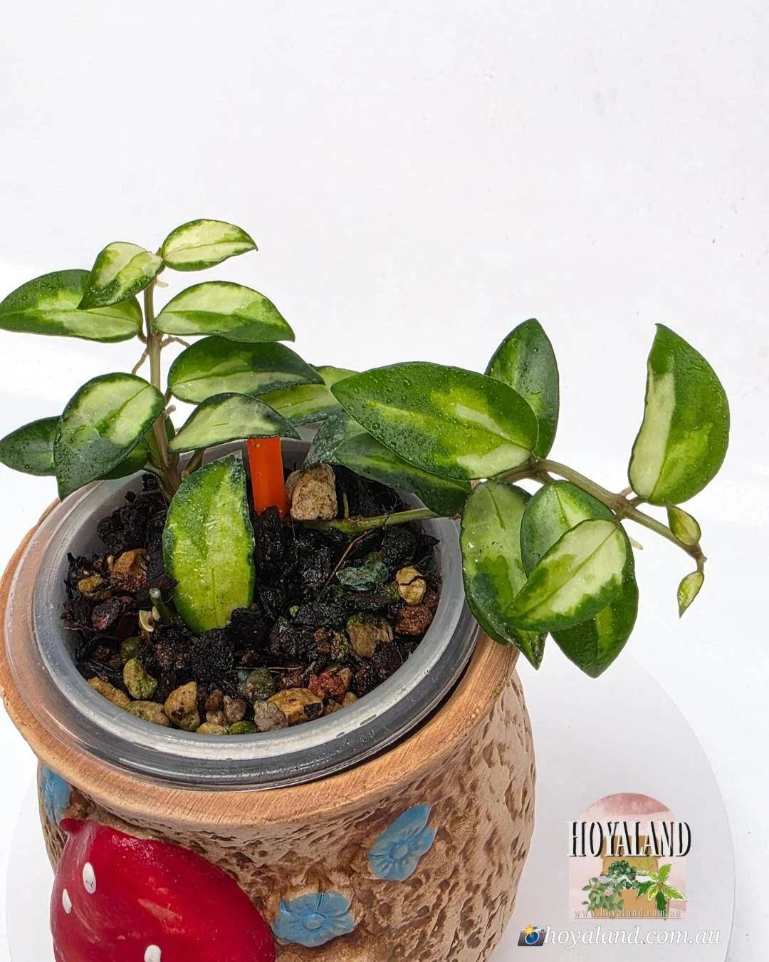 Hoya lacunosa Bruno | Variegated Compact Variety | Hoyaland 🌞🍂