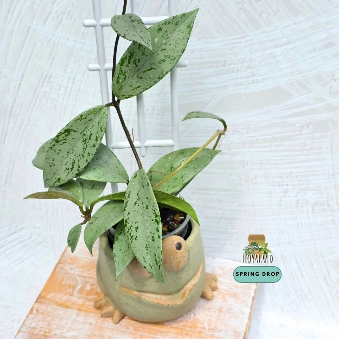 Hoya pubicalyx pink silver ghost (2).jpg