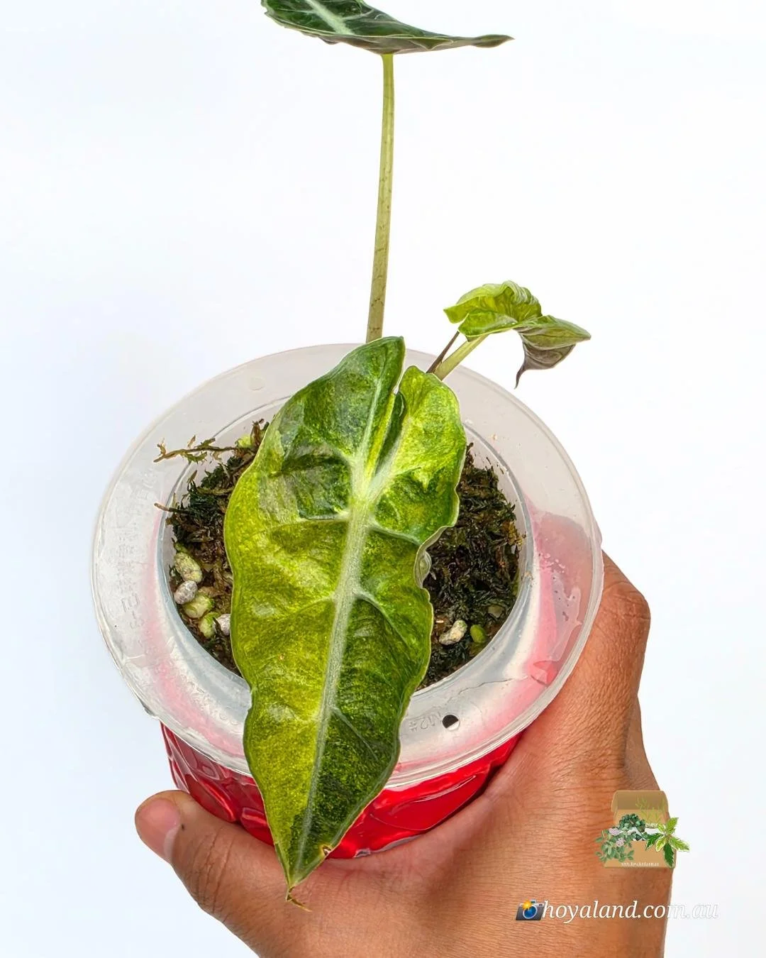 Alocasia sanderiana bull aurea (5).jpg