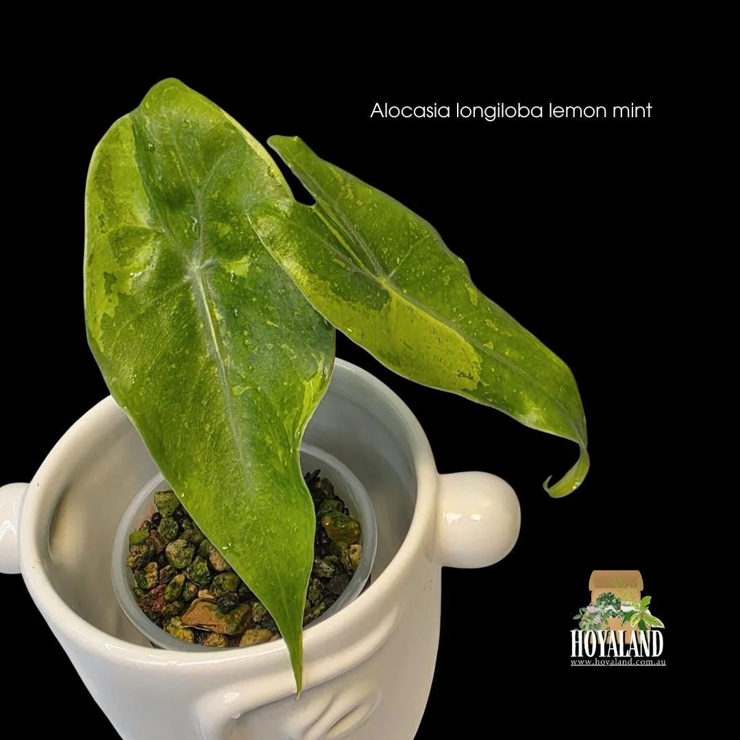 Alocasia longiloba lemon mint (5).jpg