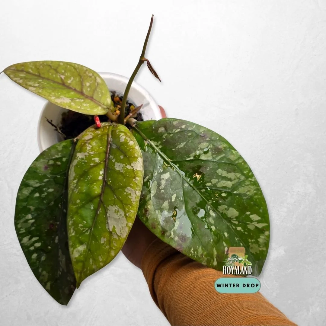 Established Hoya sp Gayo Lues Splash with silver splash flecking on veiny foliage