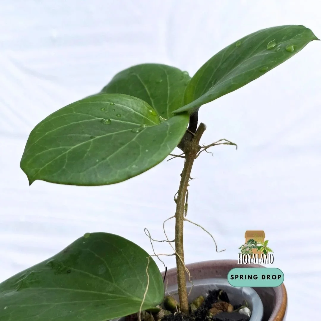 Established Hoya cv Rhiannon showing plump succulent rounded leaves from a kerrii cross erythrina hybrid