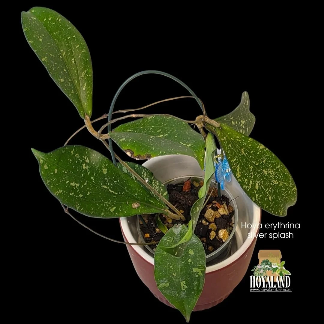 Hoya erythrina silver splash (3).jpg