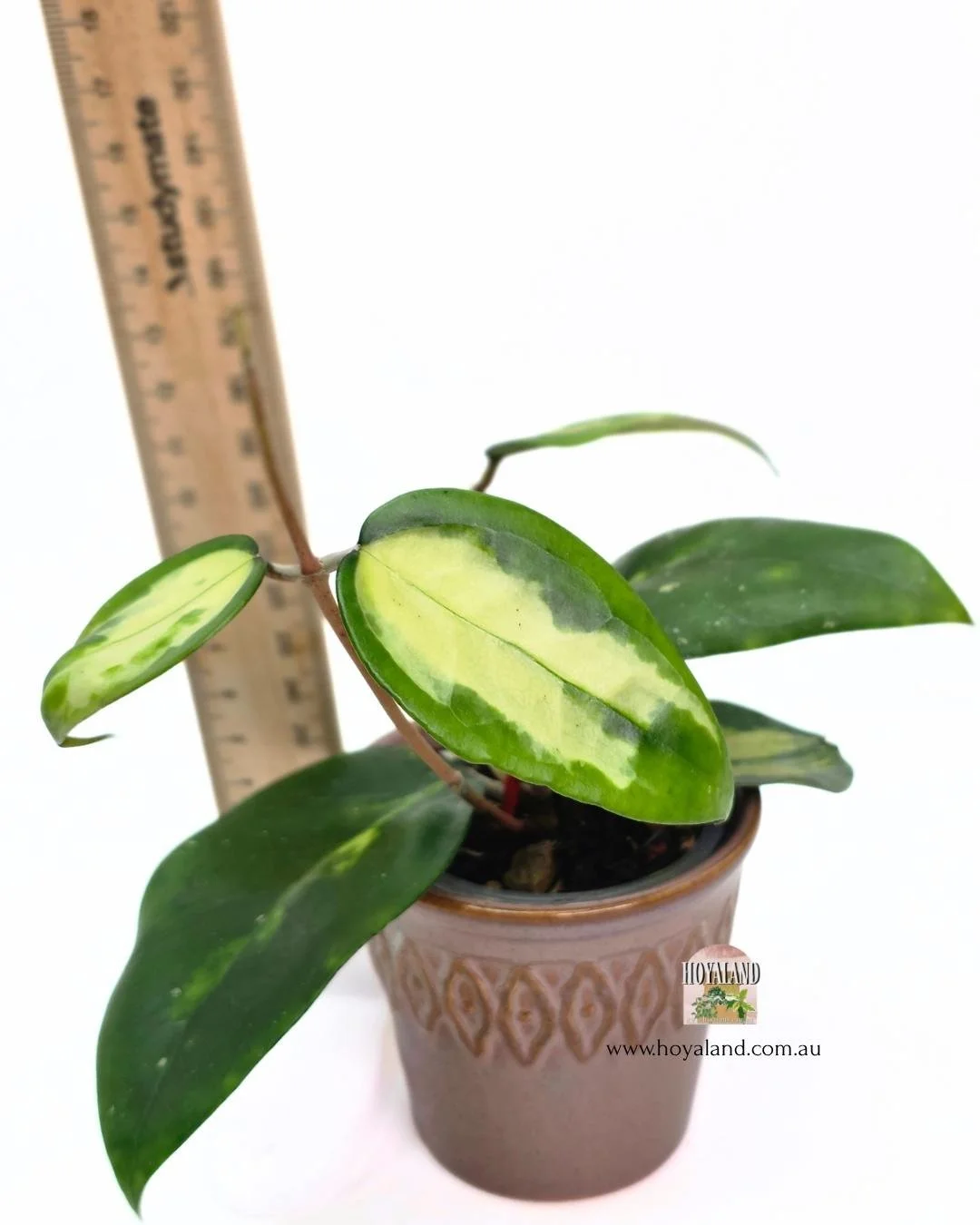 Hoya verticillata panglay var (2).jpg