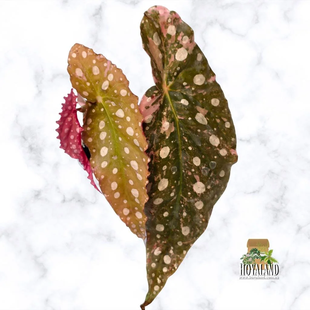 Begonia maculata 2 (8).jpg