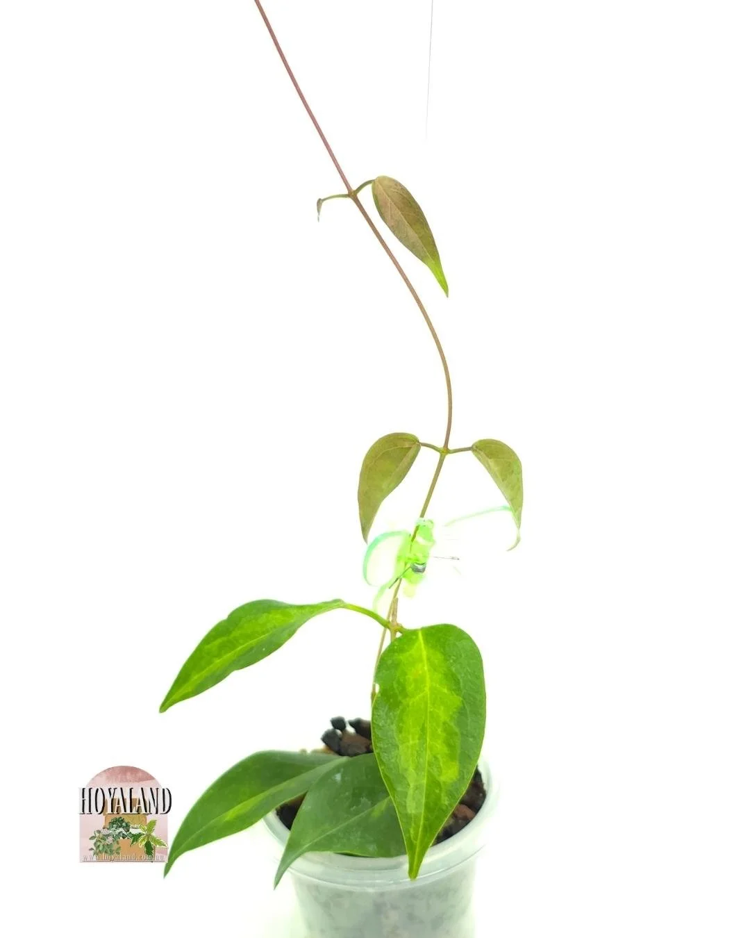 Hoya dennissii frida small (3).jpg