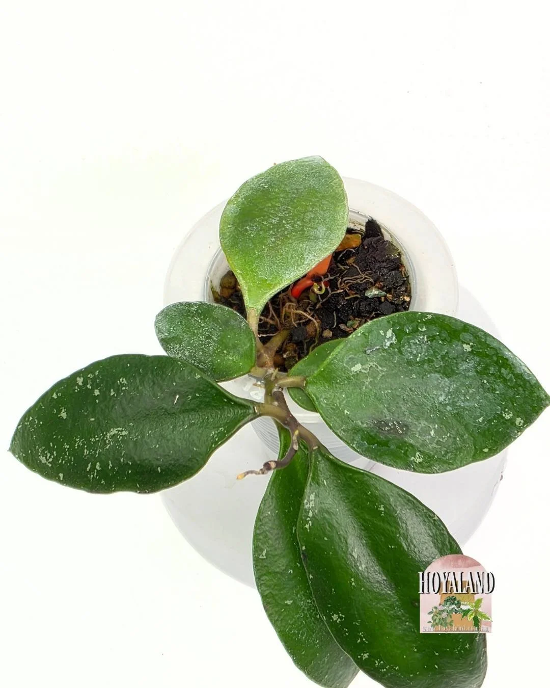 Hoya benchaii (3).jpg