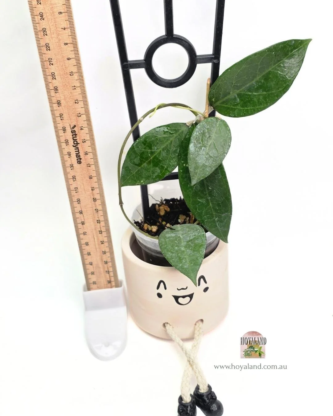 Hoya sumbawa (5).jpg