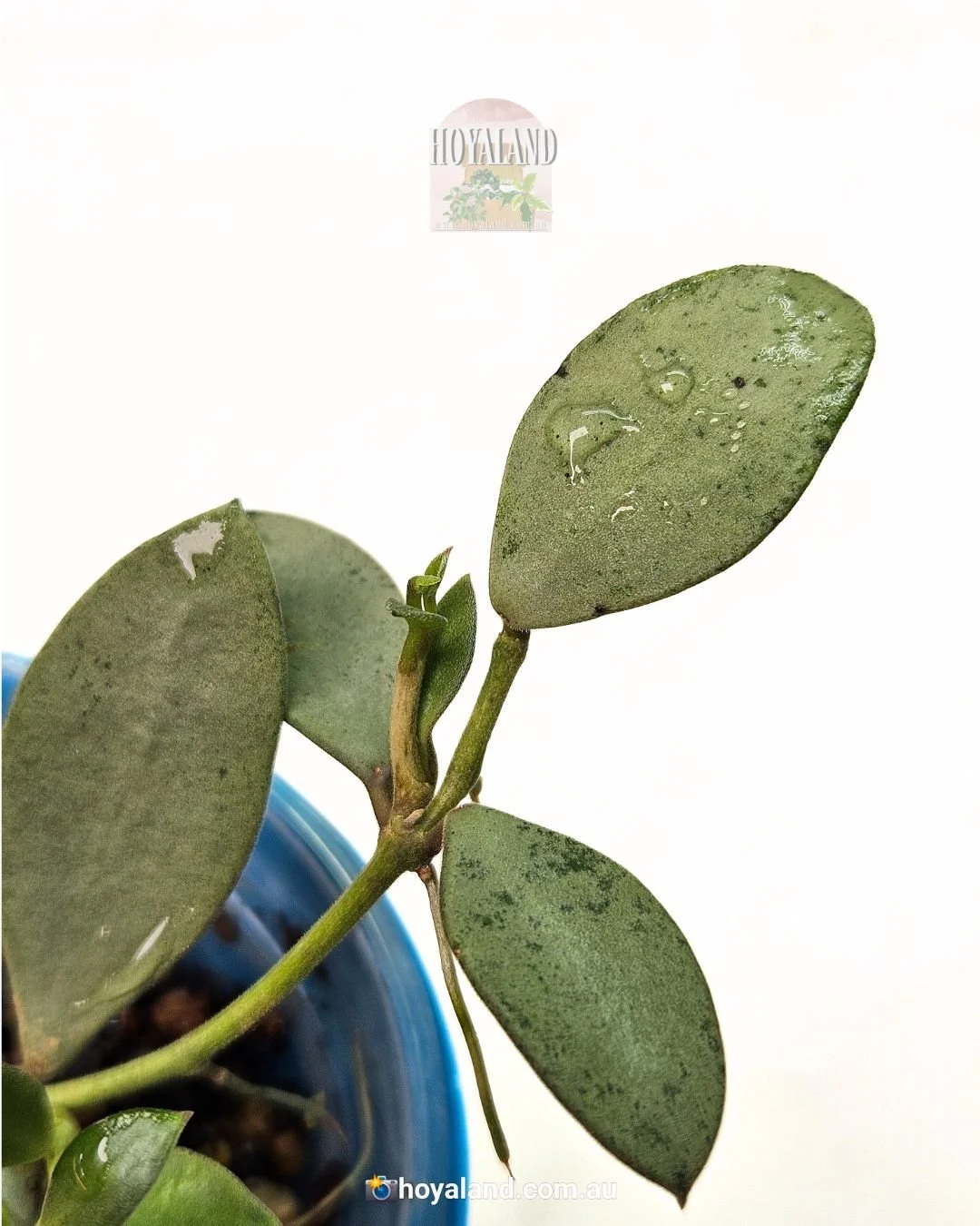 hoya nummularioides silver (4).jpg