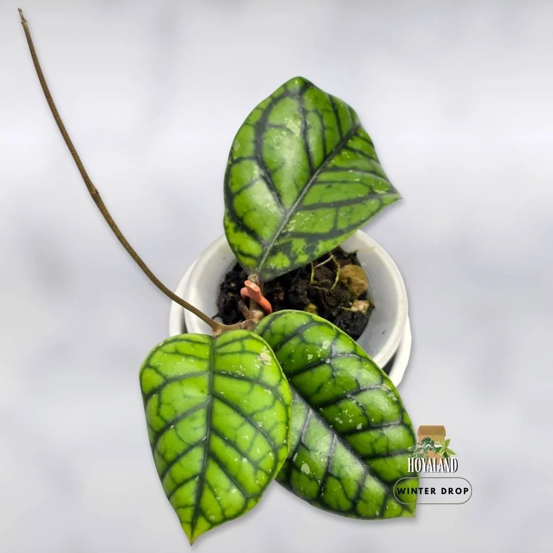 hoya-callistophylla-chibi-rare-houseplant (5).jpg