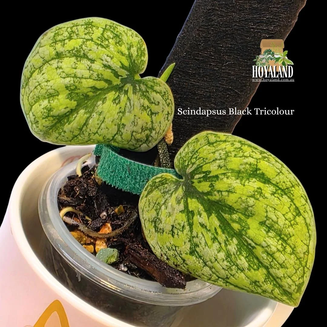 Scindapsus Tricolour (6).jpg