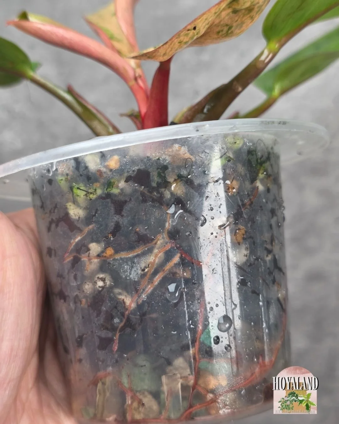 Philodendron mint congo dwarf variety (7).jpg