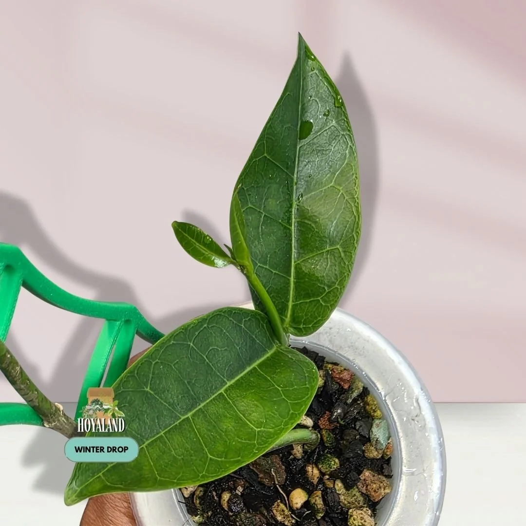 Hoya Bruno Small.jpg