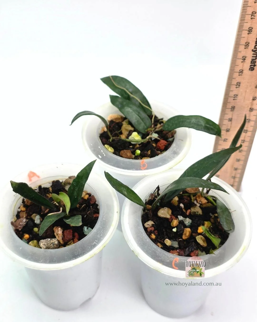 hoya lacunosa sword (5).jpg