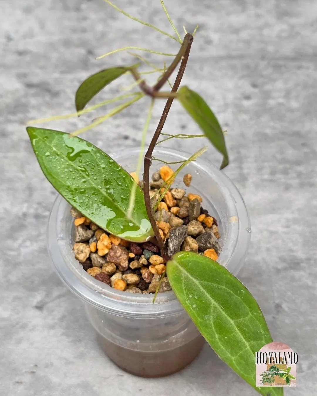 Hoya Love Affair A (5).jpg