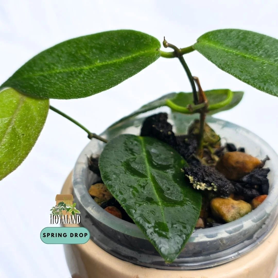 Hoya piestolepis (Ribbed Velvety Foliage) | Double Planted