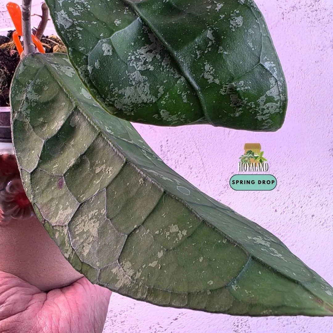 Hoya clemensiorum round leaf splash (7).jpg