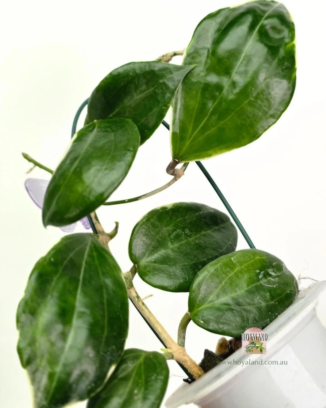 Hoya quinquinervia albo.jpg