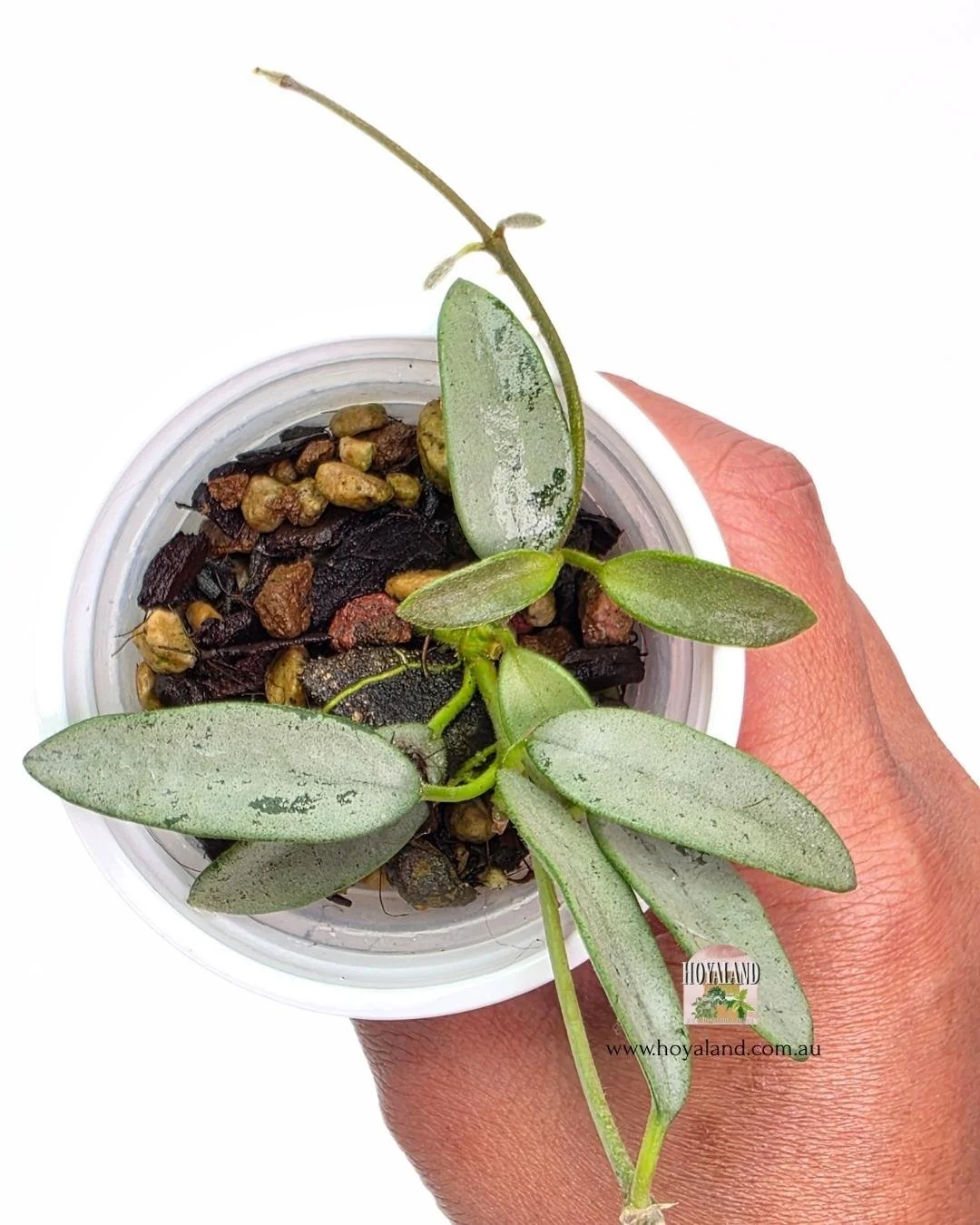 Hoya lima silver (3).jpg