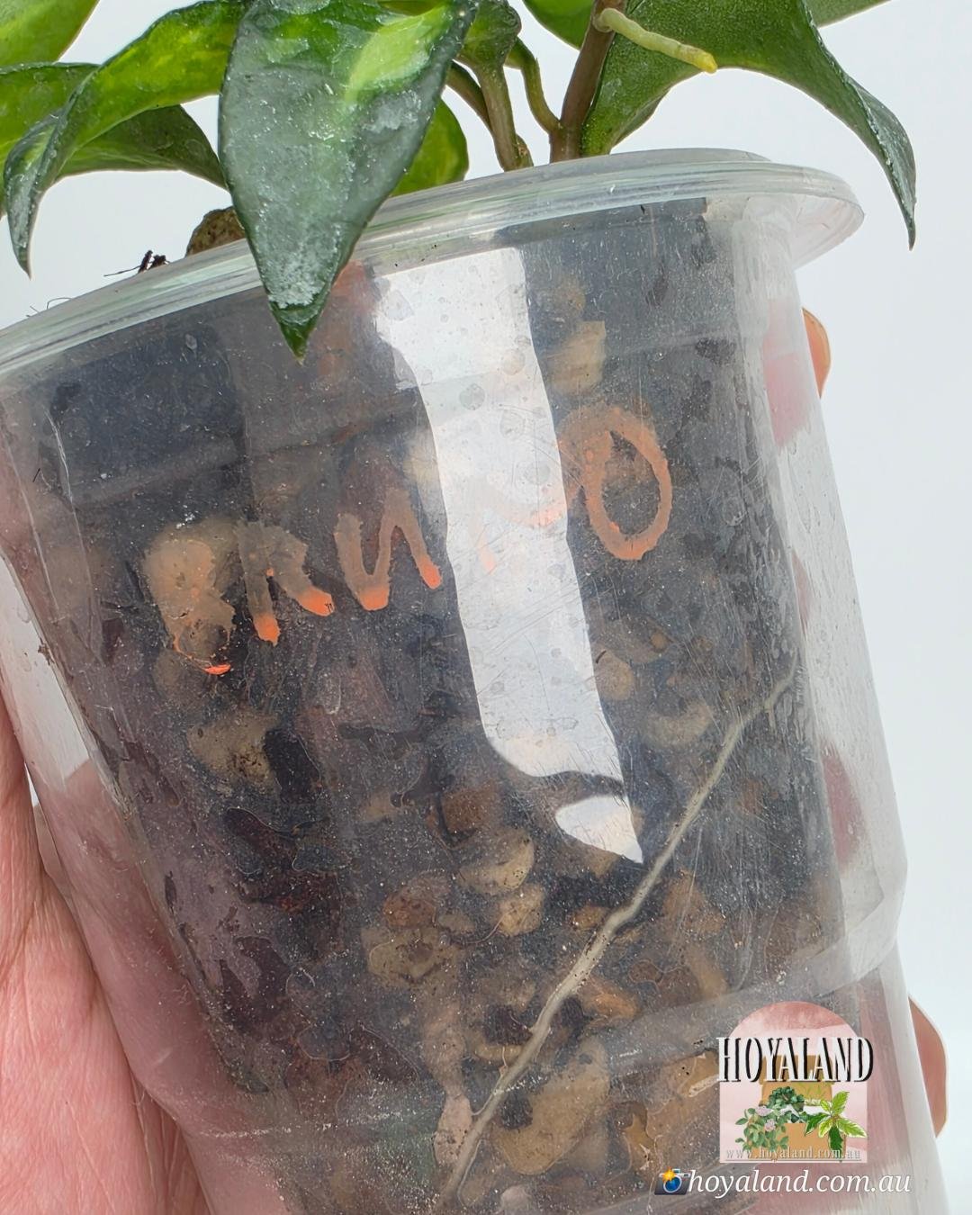 Hoya lacunosa Bruno (5).jpg