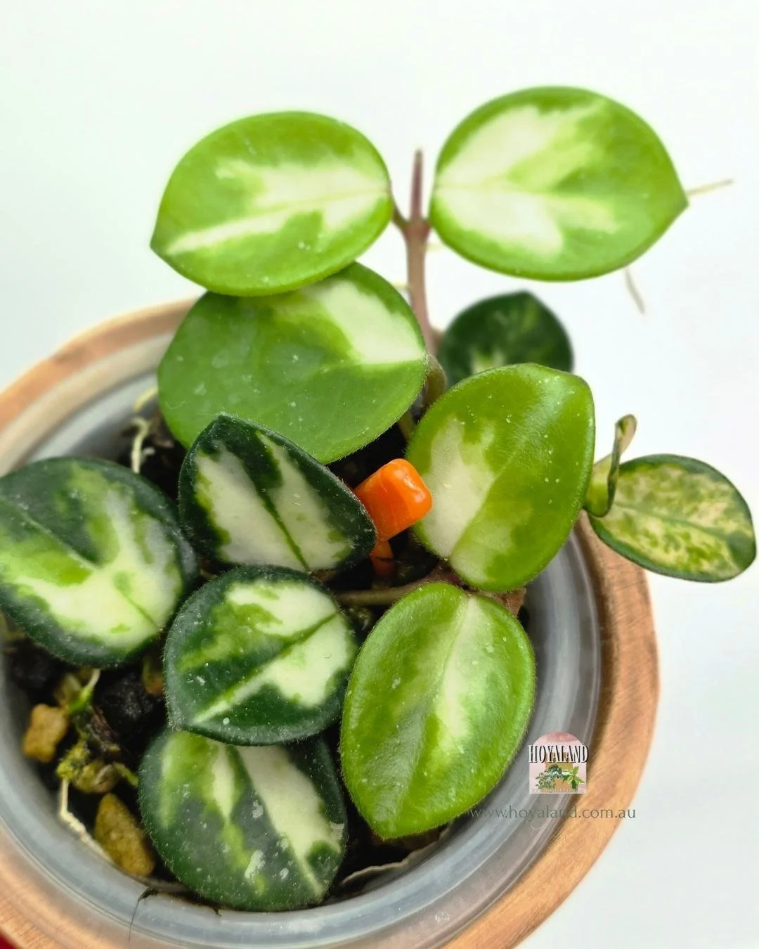 🍂  Hoya Mathilde Variegata