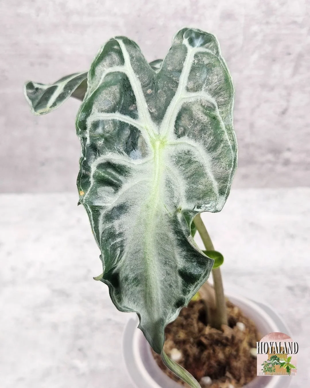 ALOCASIA VENOM (7).jpg