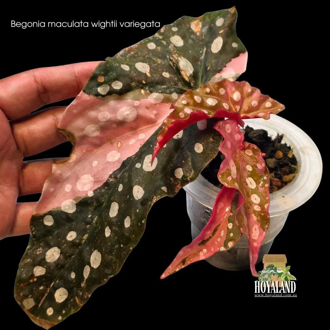 ⛄ Begonia maculata 'Wightii' Variegata | Pink-Rare Polka Dot Cane Begonia