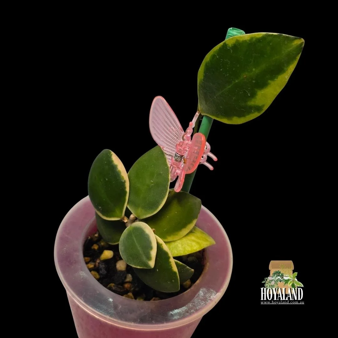 Hoya incurvula albo (3).jpg