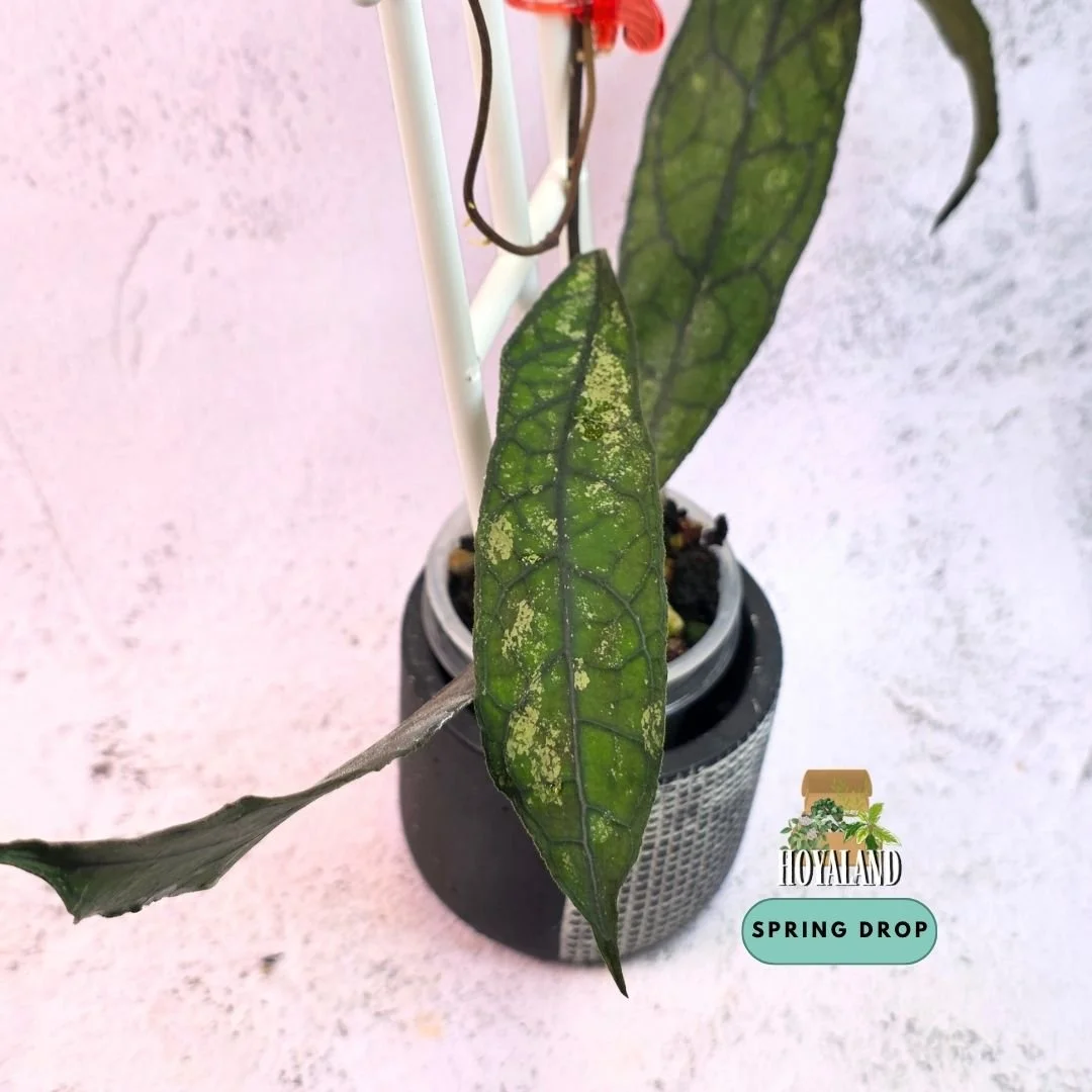 Hoya clemensiorum dark form (5).jpg