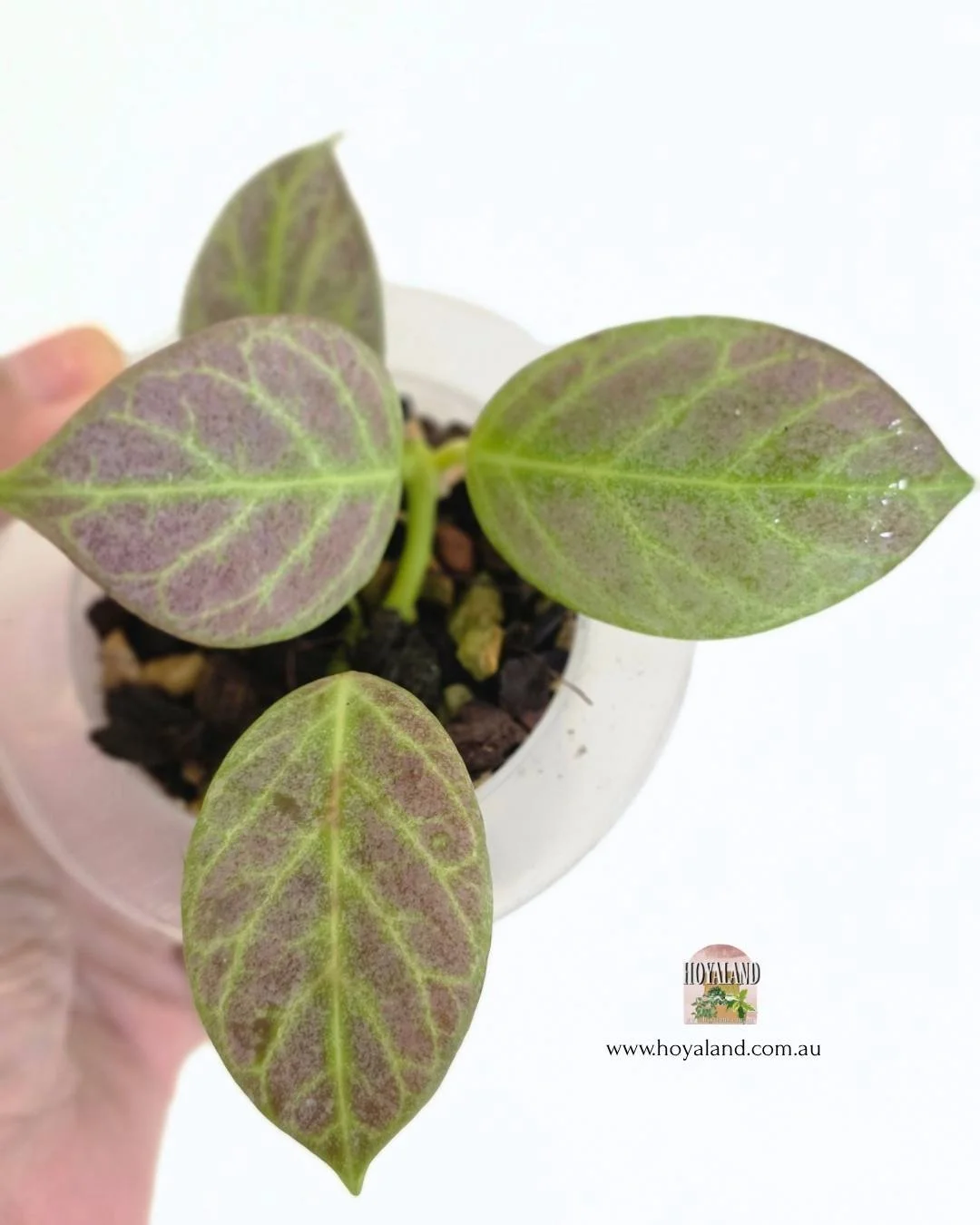 Hoya obscura silver.jpg